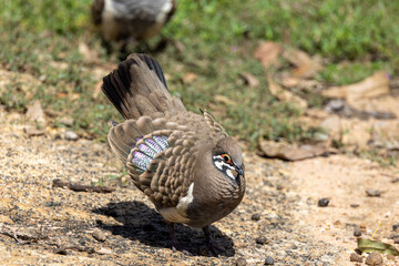 Squatter Pigeon in Queensland Australia