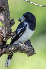 Pied Butcherbird in Queensland Australia