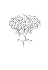 Chrysanthemum