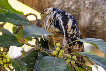 Pacific or Eastern Koel in Queensland Australia