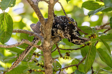 Pacific or Eastern Koel in Queensland Australia