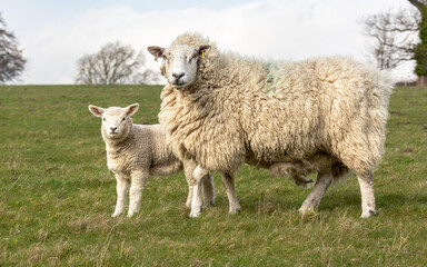 Naklejka na ściany i meble Lambing time in the Yorkshire Dales, UK. Close up of a fine, heavy fleeced ewe and her lamb in early Spring, facing camera in green field. Horizontal. Copy space.