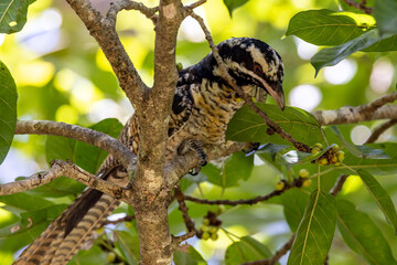 Pacific or Eastern Koel in Queensland Australia