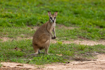 Naklejka na ściany i meble Agile Wallaby in Queensland Australia