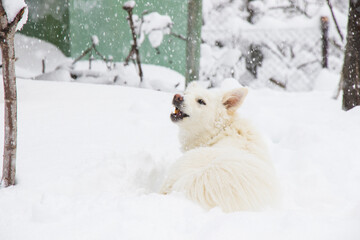 White dog, danish spitz plays in snow