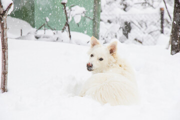Fototapeta premium White dog, danish spitz plays in snow