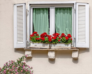 Fototapeta na wymiar A white framed window with potted red geranium flowers decoration, Athens Greece