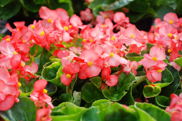 Begonias, semperflorens begonias, in the garden, potted begonia