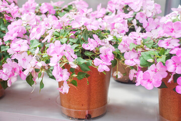 impatiens in potted, scientific name Impatiens walleriana flowers also called Balsam, flower bed of blossoms