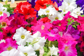 Petunia, Petunias in the tray,Petunia in the pot