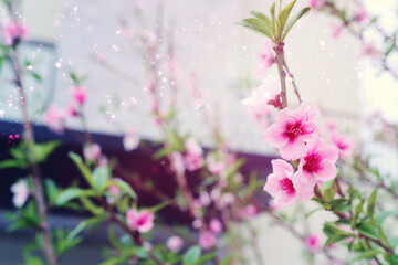 background of spring blossom tree. selective focus