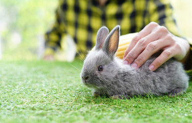 a man hand gentle stroking young innocent rabbit, pet lovers concept.