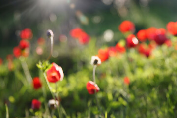 Abstract image of blurred red poppy in the green field at sun light