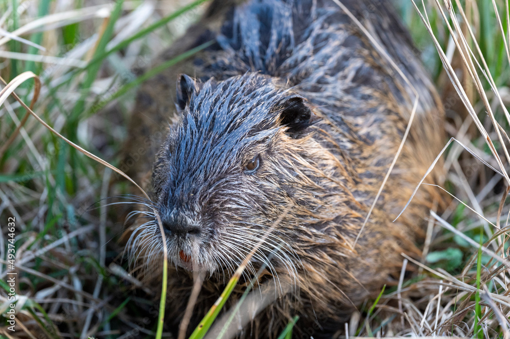 Wall mural Nutria