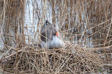 Gans im Nest