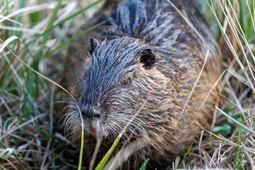 Nutria