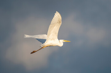 Silberreiher im Flug