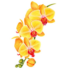Yellow orchid branch. Executed in watercolor. It can be used on postcards, illustrations in magazines, gift bags.