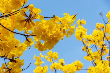 Golden Tabebuia chrysotricha or golden trumpet tree bloom brilliantly in spring in south china. A semi-evergreen or semi-deciduous tree from Brazil grow trumpet-shaped, bright yellow blossoms. 