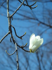 ハクモクレンと青空