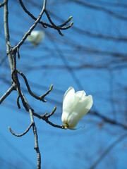 ハクモクレンと青空