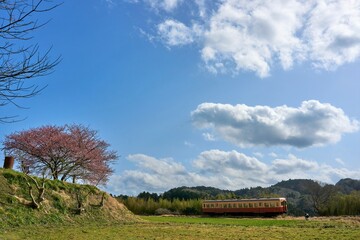 河津桜と菜の花とローカル列車　小湊鉄道
