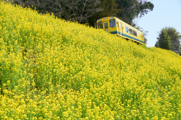 菜の花咲く築堤を行くローカル列車　いすみ鉄道
