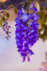 Fototapeta na wymiar purple panicle tree is locally plant of japan, wisteria