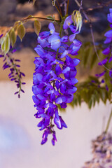 purple panicle tree is locally plant of japan, wisteria