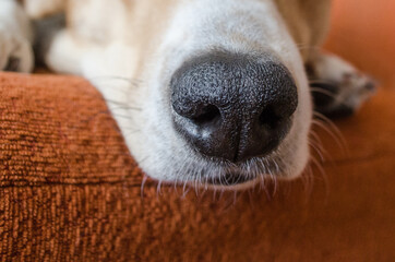 Close up of a dog nose.