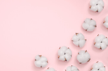 Cotton flower on pastel pink background 