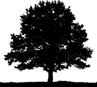 Illustration of a black vector summer tree isolated on a white background.