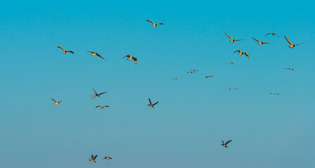Flock of geese flying in a colorful sky  in bright sunlight at sunrise in winter, Almere, Flevoland, The Netherlands, March 19, 2022