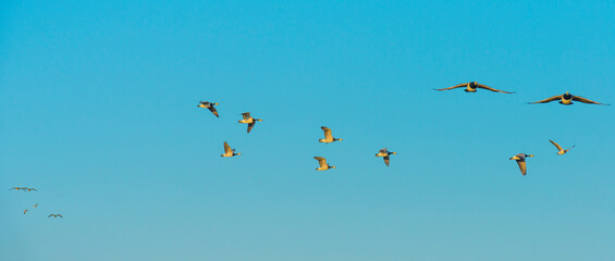 Flock of geese flying in a colorful sky  in bright sunlight at sunrise in winter, Almere, Flevoland, The Netherlands, March 19, 2022
