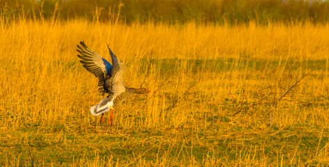 Geese flying over trees in bright sunlight at sunrise in winter, Almere, Flevoland, The Netherlands, March 19, 2022