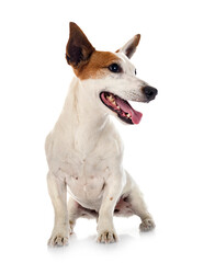 jack russel terrier