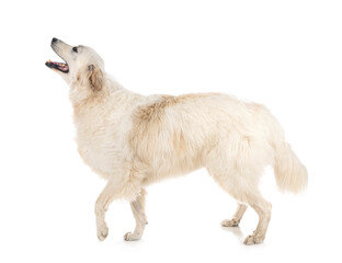 Pyrenean Mountain Dog