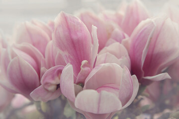 Fototapeta premium Magnolia blossom spring garden. Spring background pink flowers