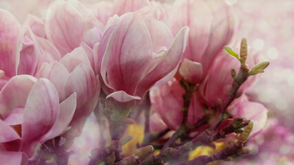 Magnolia blossom spring garden. Spring background pink flowers
