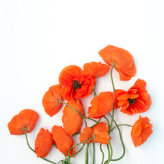 Obraz premium Red poppies bouquet on white