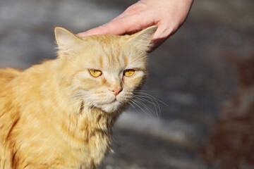 Portrait of red cat on a street, female hand stroking a  fluffy cat on the head