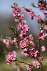 Fototapeta na wymiar 春に咲く、花桃