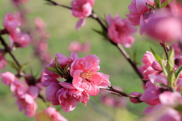 Fototapeta na wymiar 春に咲く、花桃