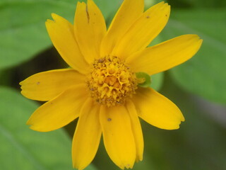 Closeup photos of flower at the morning