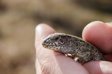 A little lizard in hand closeup.