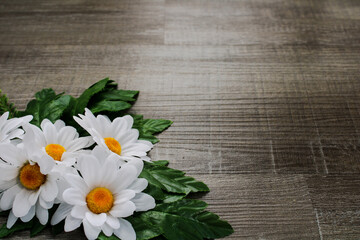 daisies on a wooden background