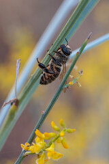 Bee in its natural environment.