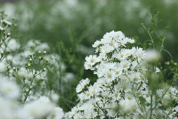white daisies in a field
