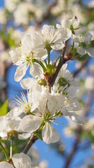 cherry flowers in sunny spring day