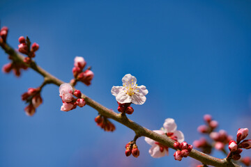 梅の花